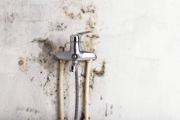 Best Mold Remediation Experts  in Prieville, NC