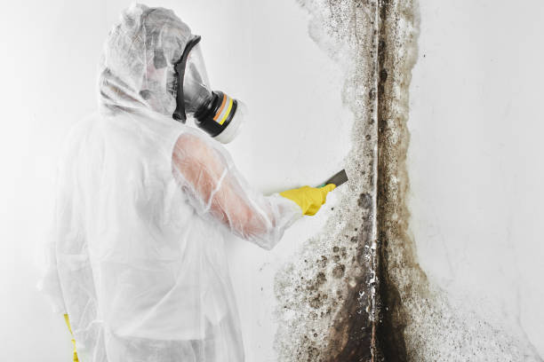 Best Emergency Mold Removal  in Prieville, NC