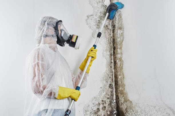 Certified Mold Removal in Princeville, NC