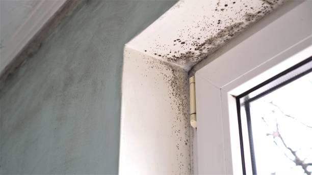 Trusted Princeville, NC Mold Removal Experts