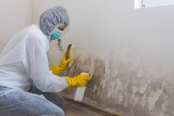 Best Black Mold Removal  in Prieville, NC