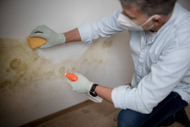 Best Commercial Mold Removal  in Prieville, NC