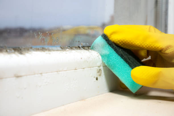  Prieville, NC Mold Removal Pros