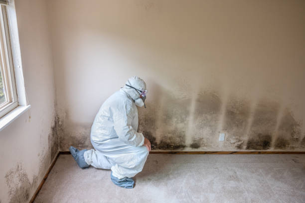 Best Attic Mold Removal  in Prieville, NC