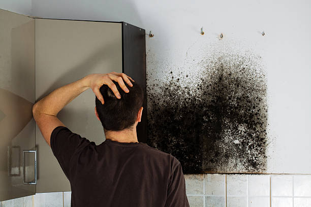 Best Fast Mold Removal  in Prieville, NC