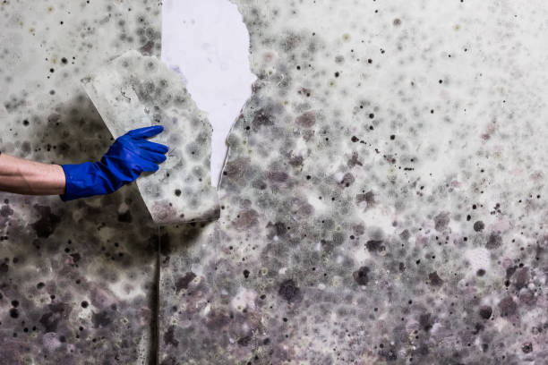 Best Best Mold Removal Companies  in Prieville, NC
